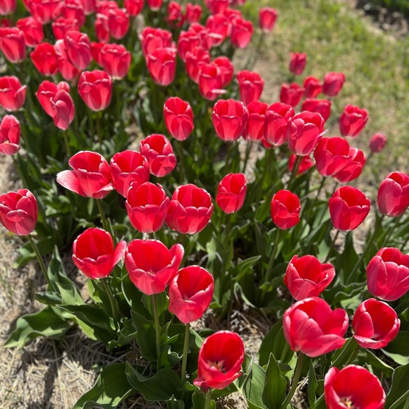 Meet your Posher, Stephanie - Picture 1 of 1